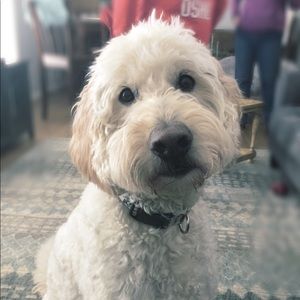 Meet your Posher, Andrea